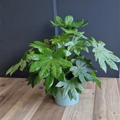 Fatsia plant 