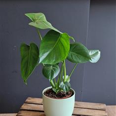 Monstera plant 