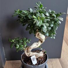 Ficus ginseng bonsai
