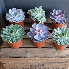 Echeveria