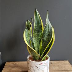 Sansevieria plant 
