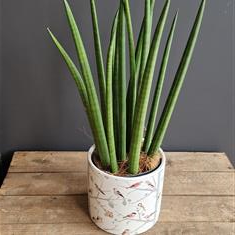 Sansevieria spiky plant
