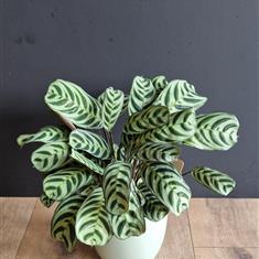 Calatheas 