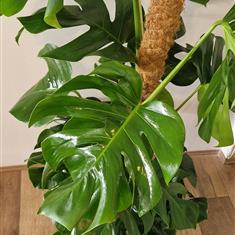Monstera large 