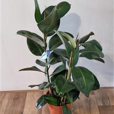Ficus Robusta 