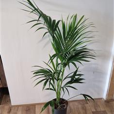 Kentia palm large