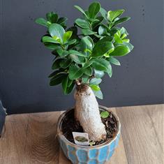 Ficus Ginseng 