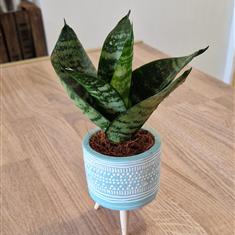 Sansevieria