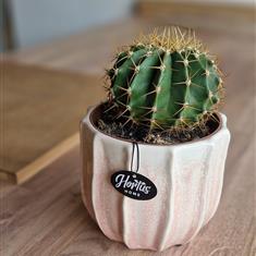 Cactus and ceramic container