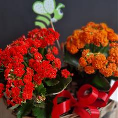 Kalanchoe wicker basket 