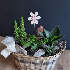 Cactus &amp; succulent wicker basket