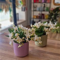 Orchid in a ceramic pot 