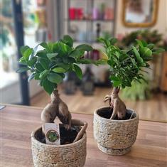 Bonsai 