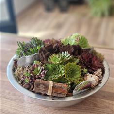 Sempervivum planter
