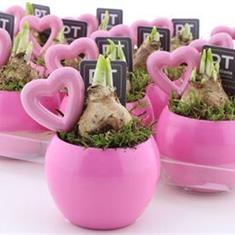 Tete A Tete Narcissus Love Heart Pot 