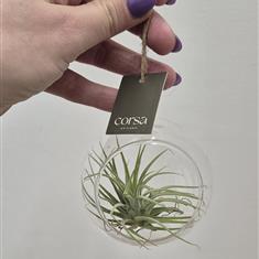 Tillandsia Air Plant