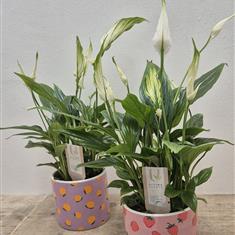 Spathiphylium-Peace Lily With Fruit Ceramic Pot