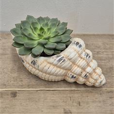 Echeveria Shell 