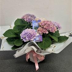 Hydrangea Gift Wrapped Plant