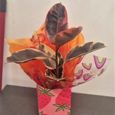 Variegated Rubber Plant