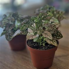 Polka Dot Plant- Pink