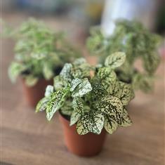 Polka Dot Plant- White