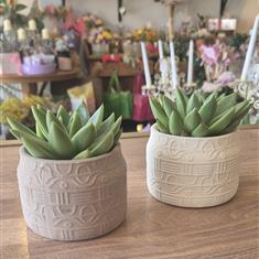 Echeveria mini