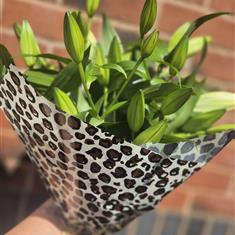 SPECIAL OFFER  Lily Bunch
