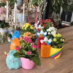 Kalanchoe Plant With Colourful Pot