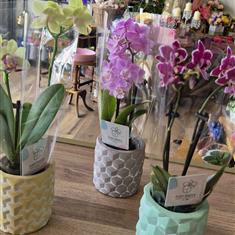 Moth Orchid