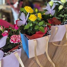 Beautifully Wrapped Rose Plant