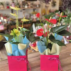 Anthurium Plant 