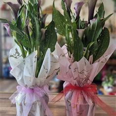 Calla Lily Plant