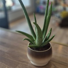 Aloe Vera 