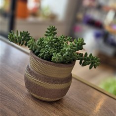 Donkey's Tail