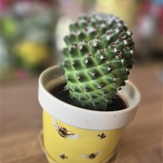 Toluca Cactus