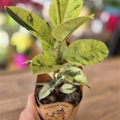 Moonshine Rubber Plant