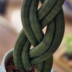 Braided Snake Plant