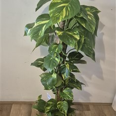 Devil's Ivy