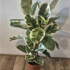 Variegated Rubber Plant- Large